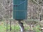 New rat control survey - have your say