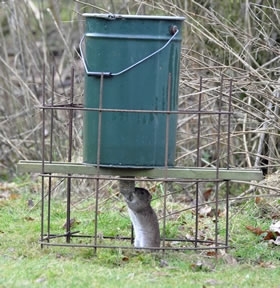 Rat