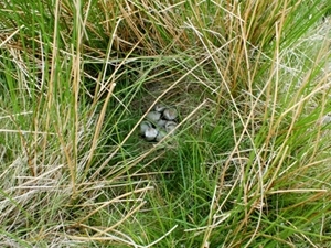 Eggs on nest