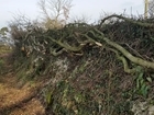 Hedgelaying: promoting the skill for the future