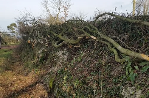 Freshly Laid Hedge