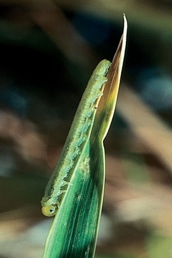 Sawfly larvae on leaf