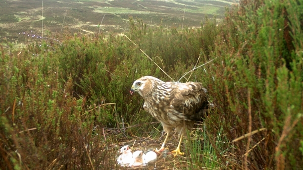 Miranda nest cam Langholm