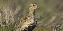 Bird populations on the Berwyn SPA