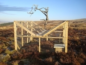 Crow -cage
