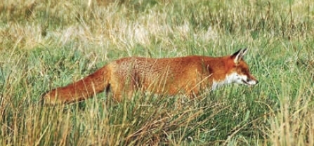 Fox