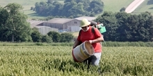 Long-term Sussex Study shows insect abundance in arable fields has declined by 37% since 1970