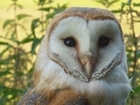 Good breeding season for Rotherfield’s barn owls