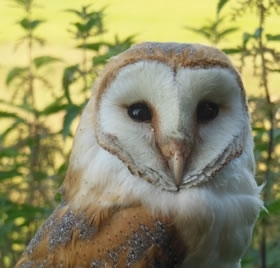 Barn Owl