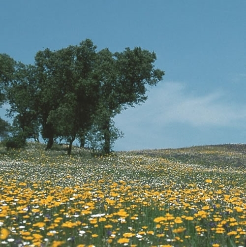 Fallow Land With Holm Oaks