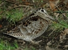 Woodcock at GWSDF Auchnerran