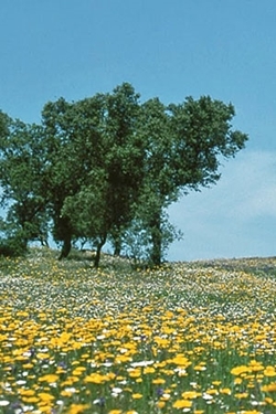 Castro Verde landscape