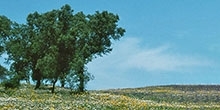 The importance of different crops for supporting bird life