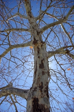 London plane tree