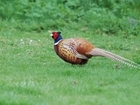 Book your ticket for East Anglian Partridge Group Farm Walk