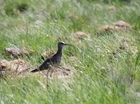 GWCT pledges support to World Curlew Day