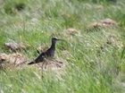 Curlew arrive on Powys Moorlands Partnership (PMP) project