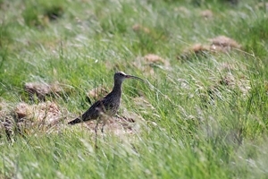 Curlew on moor