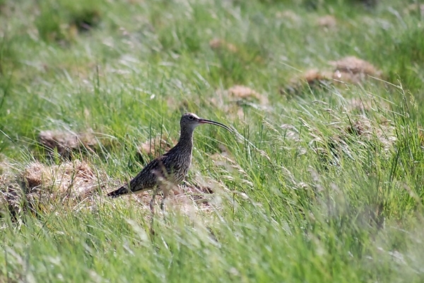 Curlew on Dinnet Moor June 2017