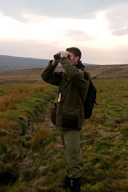 Wader counting