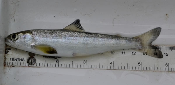 what is young salmon called