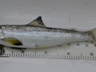 Poor runs of wild salmon predicted following low survival of young salmon