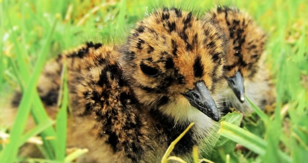 Lapwing Chick Lapwing Chick