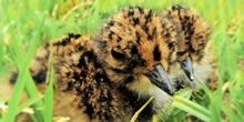 Conservation Policy Appeal