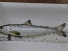 New report reveals issues facing Britain’s salmon and trout
