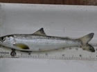 New study reveals crucial data on tagging wild salmon smolts