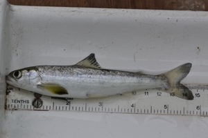 Salmon Smolt On The River Frome