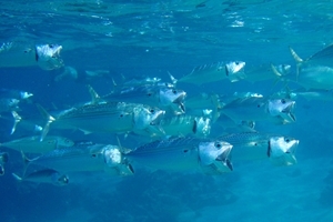 Atlantic mackerel