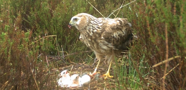 Harrier