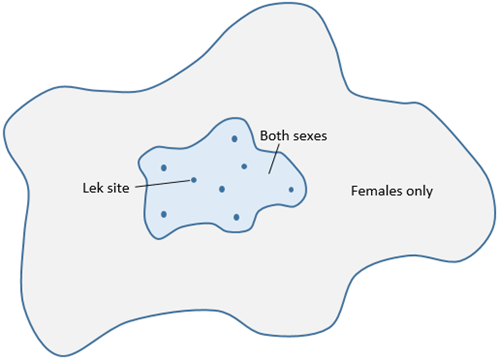 Figure 1: Dispersal of males (blue) and females (grey) from leks. Males travel on average 1km to establish a territory and mate, whereas females travel on average 10km. This means on the edge of the established range, females are moving into areas where no males are present, which may be limiting range expansion.