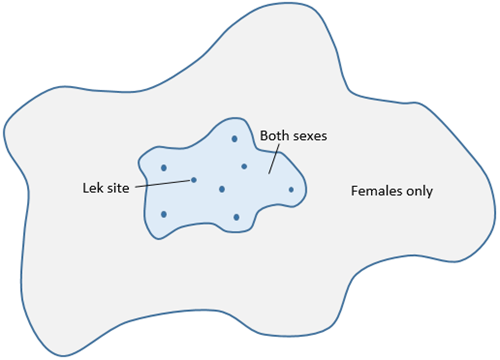 Figure 1: Dispersal of males (blue) and females (grey) from leks. Males travel on average 1km to establish a territory and mate, whereas females travel on average 10km. This means on the edge of the established range, females are moving into areas where no males are present, which may be limiting range expansion. Figure 1: Dispersal of males (blue) and females (grey) from leks. Males travel on average 1km to establish a territory and mate, whereas females travel on average 10km. This means on the edge of the established range, females are moving into areas where no males are present, which may be limiting range expansion.