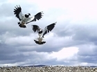 Wader bonanza at GWSDF Auchnerran