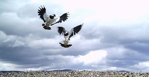 Lapwing Defending Territory1