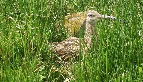 Incubating Curlew