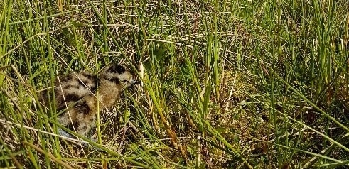 Curlew Chick