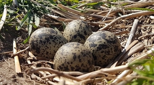 Lapwing Nest