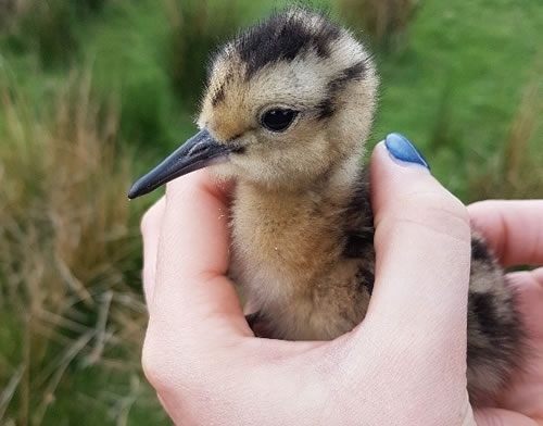 Checking Curlew Chick For Ticks