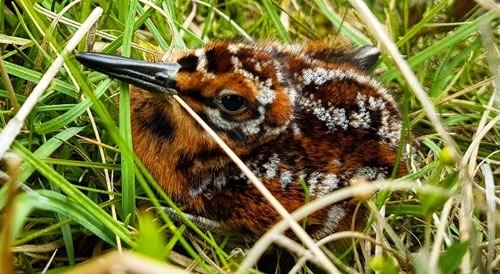 Rare Sighting Of A Snipe Chick