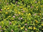 How to encourage pollinators on farmland