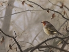 Stunning array of Christmas cards released by GWCT