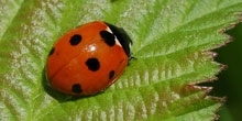 Pest natural enemies