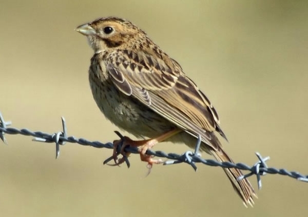 Corn Bunting Corn Bunting