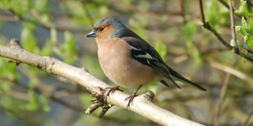Chaffinch Chaffinch