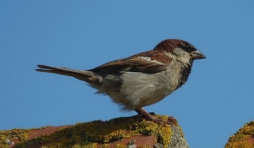 House Sparrow House Sparrow