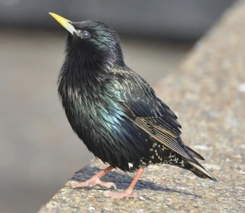 Starling