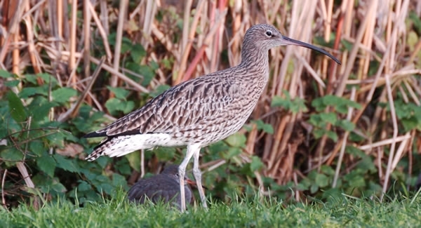Curlew Close Up Curlew Close Up